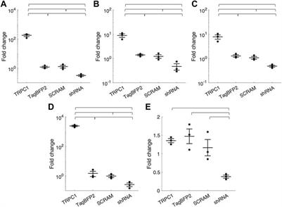 TRPC1 channels underlie stretch-modulated sarcoplasmic reticulum calcium leak in cardiomyocytes